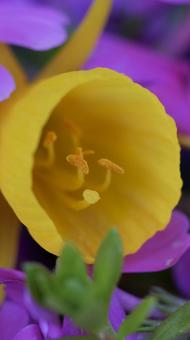 花 花,春,自然の写真素材