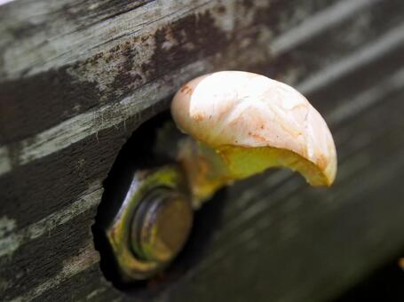 人工物の木を分解するキノコ キノコ,人工物,木製の写真素材