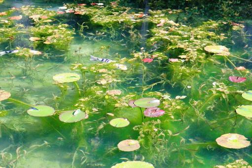 名もなき池(モネの池)_6 名もなき池(モネの池)_6 名もなき池,モネの池,鯉の写真素材