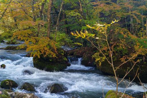 奥入瀬の紅葉の写真