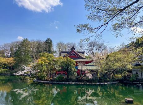 Photo, inokashira park, inokashira benzaiten, inokashira pond, 