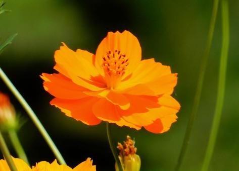 【花の写真】コスモスの写真