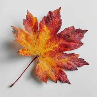 白バックに落ちた美しい紅葉の葉 白バックに落ちた美しい紅葉の葉の写真
