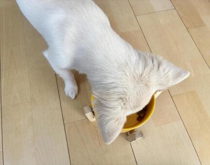 お皿に顔を入れて餌を食べるチワワ 犬,チワワ,白の写真素材