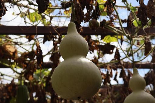 棚で栽培されたヒョウタンの実のアップの写真
