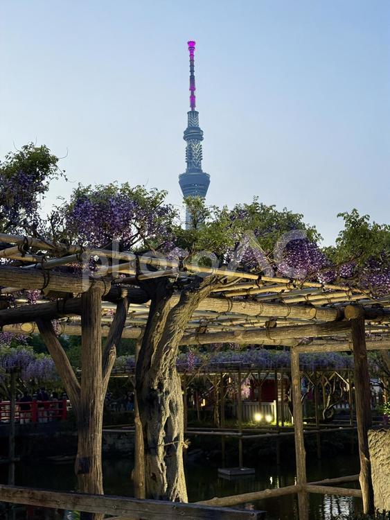 夕方の亀戸天神社　藤棚 幻想的,夕日,夕方の写真素材