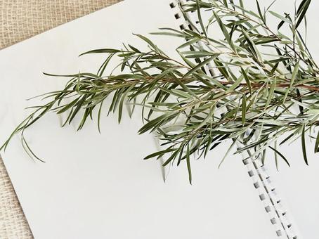 ティーツリー ティーツリー,植物,アロマの写真素材