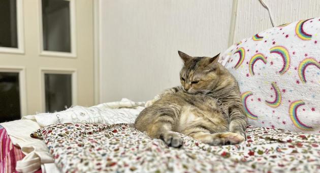 横長・身づくろい中のキジ猫 横長・身づくろい中のキジ猫の写真