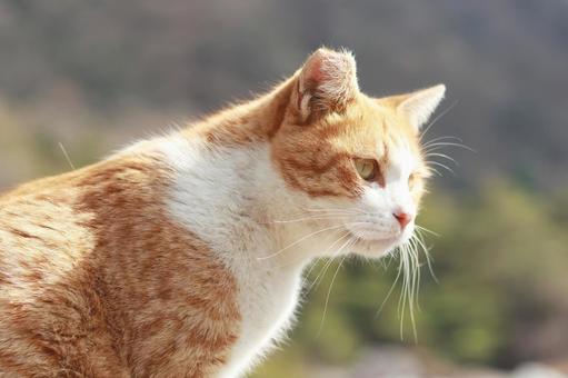 Cat's profile, JPG Cat's profile, JPG