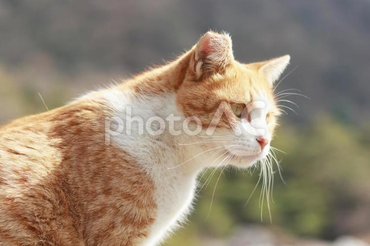 猫様の横顔 猫,ネコ,catの写真素材