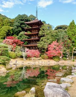 瑠璃光寺五重の塔 風景,モミジ,木の写真素材