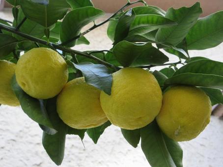 ハナユズ  ０１２ ハナユズ,ハナユ,一才ゆずの写真素材