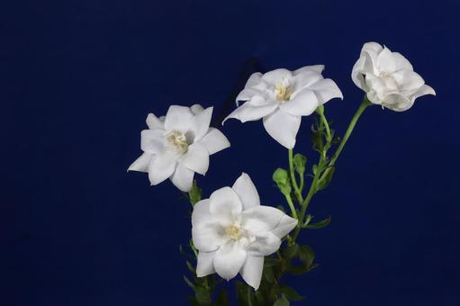 白いキキョウの花 白いキキョウの花 植物,花,ききょうの写真素材
