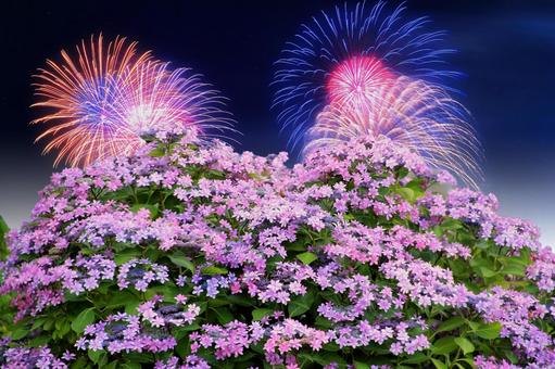 ピンク系紫陽花の花と打ち上げ花火・コラボ ピンク系紫陽花の花と打ち上げ花火・コラボの写真