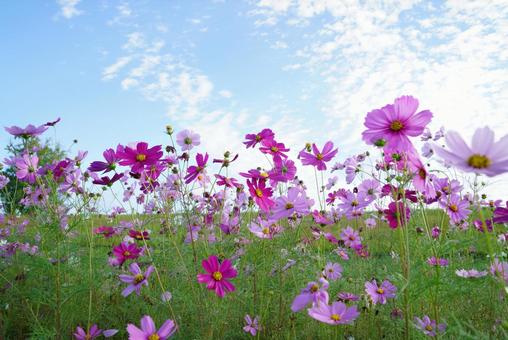 コスモスの花の咲く風景 コスモス,秋,晴天の写真素材