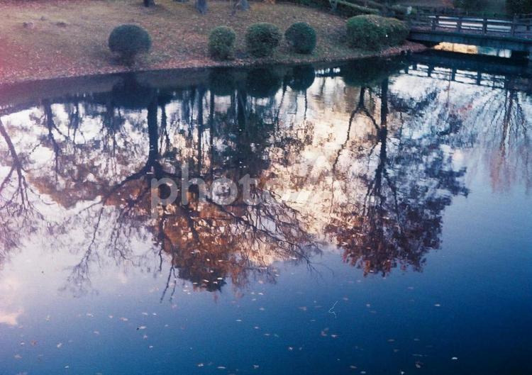 池に映る木々(フィルムカメラで撮影) ハーフカメラ,pen,eeー3の写真素材