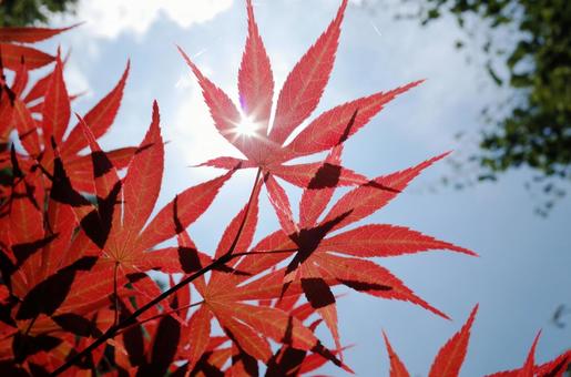 青空に映える紅葉の葉 青空に映える紅葉の葉の写真