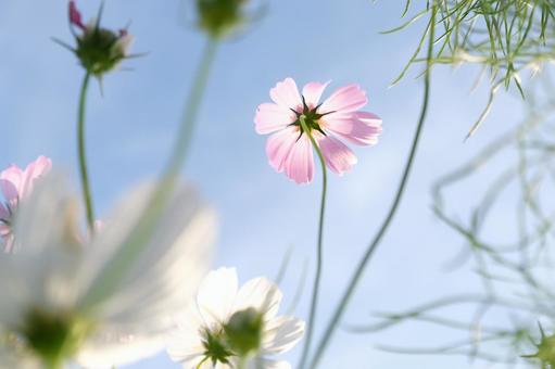 コスモス コスモス,秋桜,秋の写真素材