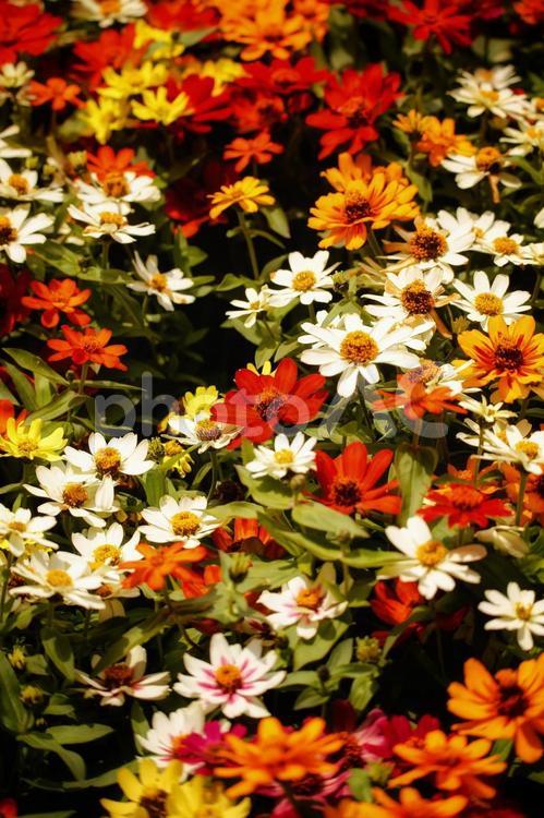 色とりどりの花畑 色とりどり,カラフル,花畑の写真素材