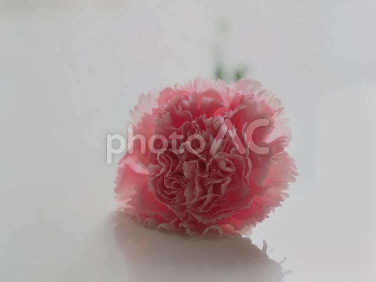 ピンク色のカーネーション（一輪・背景白） カーネーション,ピンク,一本の写真素材