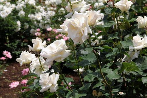 バラ・薔薇 パスカリ バラ・薔薇 パスカリの写真