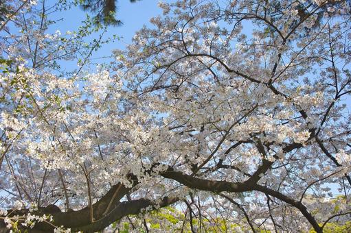 桜 桜の写真