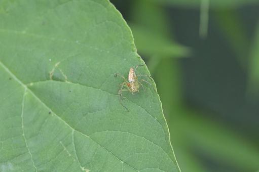緑の葉にとまるササグモ クモ,ササグモ,ハエトリ型クモの写真素材