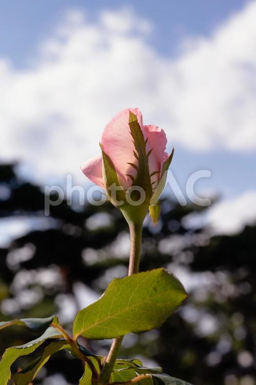 前橋バラ園　秋の薔薇の蕾 花,植物,花びらの写真素材