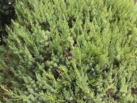 グリーンの植え込みテクスチャー グリーンの植え込みテクスチャーの写真
