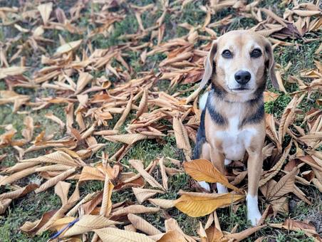 秋だねぇ 犬,ビーグル,小型犬の写真素材