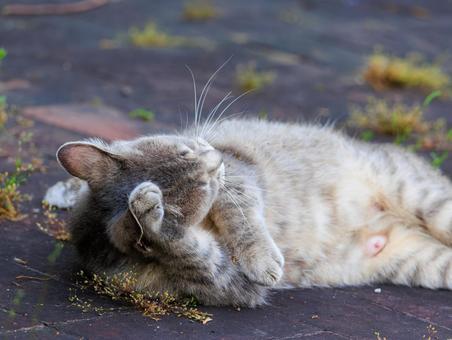 ゴロニャンしてる野良猫さんです。 ゴロニャンしてる野良猫さんです。の写真