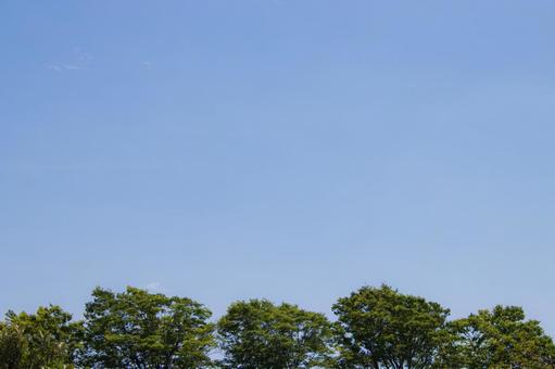並木と青空 新緑,青空,木漏れ日の写真素材