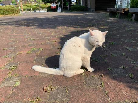 白い野良猫 白い野良猫 猫,cat,ねこの写真素材