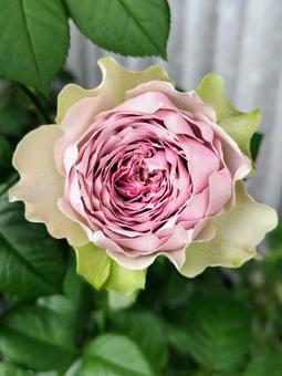 ベランダのバラ・コフレ ベランダのバラ・コフレ 薔薇,バラ,コフレの写真素材