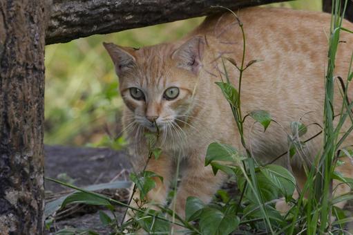 公園ネコ　沖縄県　那覇市 ネコ,茶トラ,公園の写真素材