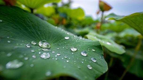 生命の輝き:蓮の葉に宿る無数の水玉の神秘 生命の輝き:蓮の葉に宿る無数の水玉の神秘の写真