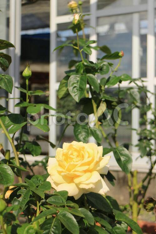 黄色い大輪のバラと窓 きいろいばら,大輪のバラ,薔薇の写真素材