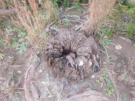 切り株 切り株,木,草の写真素材