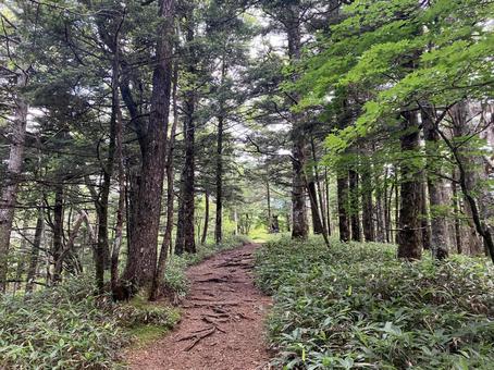 入笠山の登山風景(入笠山頂~首切清水) 入笠山の登山風景(入笠山頂~首切清水)の写真