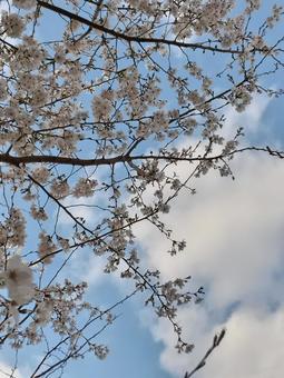 春の朝淡いさくら色と青空 春の朝淡いさくら色と青空の写真