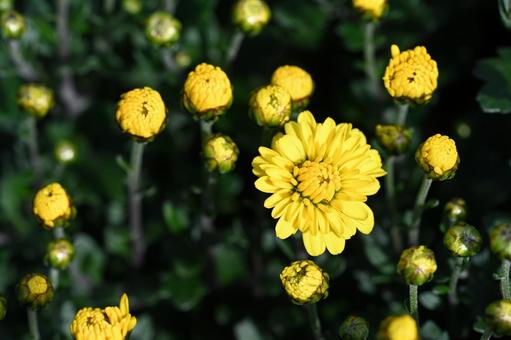 咲き始めた黄色い玉菊の花と蕾 秋,鮮やか,自然の写真素材