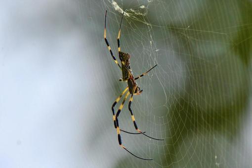 クモ クモの写真