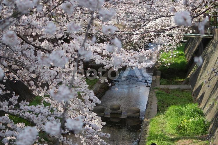 志井川の桜並木 さくら,春,サクラの写真素材