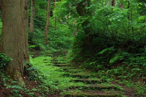 山道の階段 山道の階段の写真