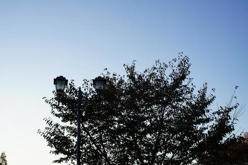 樹木とレトロな街灯 樹木,街灯,青空の写真素材