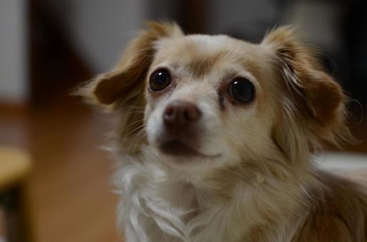 クルミ　2 屋内,犬,ミックス犬の写真素材