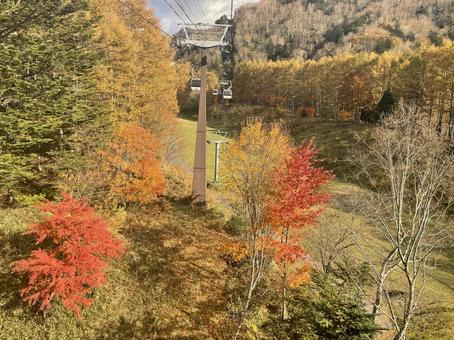 紅葉 紅葉の写真