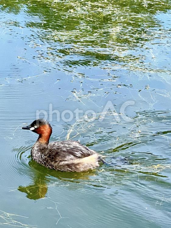 すいすいと泳ぐ井の頭公園のカイツブリ カイツブリ,水鳥,生態の写真素材