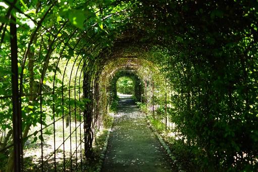 A quiet path leading through a tunnel of greenery, JPG
