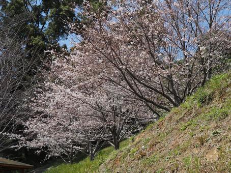 桜の花 桜の花の写真
